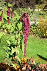 Amaranthus caudatus en été au jardin