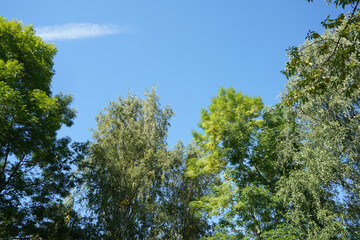 Obraz premium Landscape with green trees in a garden, park, forest.