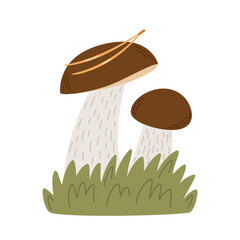 Boletus mushrooms. Vector illustration of fungi isolated on white background