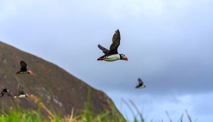 Puffins in Flight