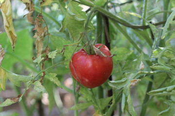 Red summer tomato variety ox heart (Solanum lycopersicum)
