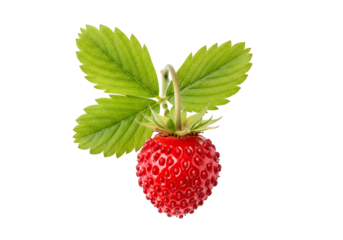A vibrant, fresh wild strawberry with lush green leaves, set against a pure black background, showcasing its texture and color.
