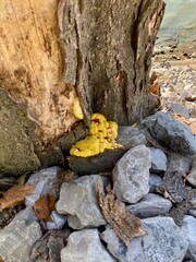 chicken of the woods mushroom on tree	