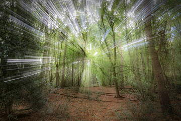 An abstract woodland tree scene with zoom ICM motion blur