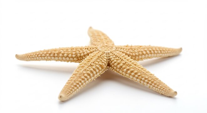 Estrella de mar seca descansa suave sobre fondo blanco iluminado. AI Generated