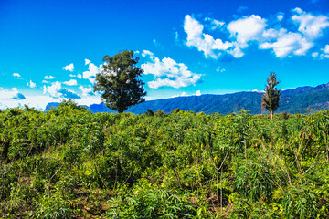 Scenic Laotian Farmland with Karst Mountains