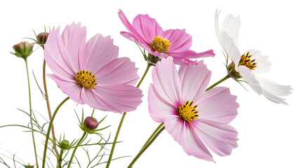Cosmos blooms with transparency cut out isolated on PNG. AI GENERATED.
