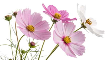 Cosmos blooms with transparency cut out isolated on PNG. AI GENERATED.
