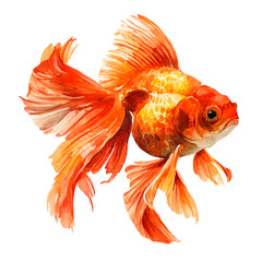 Fototapeta premium Beautiful vibrant orange goldfish with flowing fins swimming gracefully isolated on transparent background