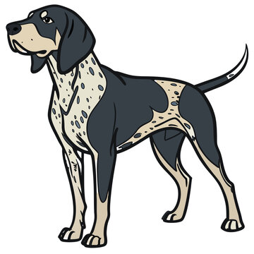 Bluetick Coonhound with sharp eyes looking forward, isolated on transparent background
