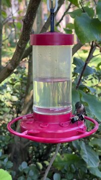 Ruby throated hummingbird feeding with bumble bees