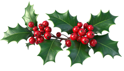A festive holly sprig with vibrant red berries and deep green leaves