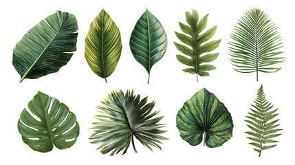Fototapeta premium Collection of tropical plant leaves isolated on transparent background