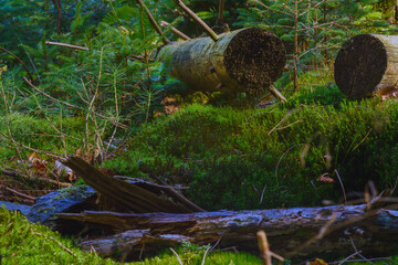Der Wald wird sich selbst überlassen und darf sich Erneuern wie es die Natur will