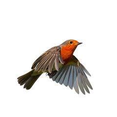Fototapeta premium European robin in flight against a black background