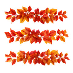 Autumn foliage branches isolated on transparent background