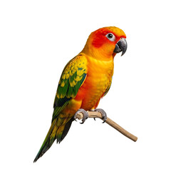 Vibrant sun conure parrot perched on a branch against a black background