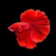 Vibrant red betta fish