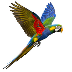 Obraz premium Vibrant macaw parrot in flight against a black background