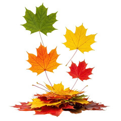Fototapeta premium Vibrant maple leaves in a gradient of autumn colors, some floating, some piled, with detailed veins on a transparent background, clean studio product shot, celebration of autumn's natural beauty