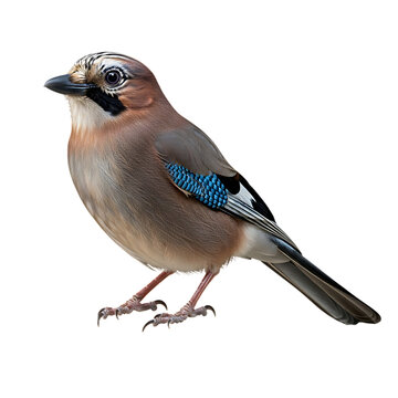 Eurasian jay bird with blue wing feathers on black background