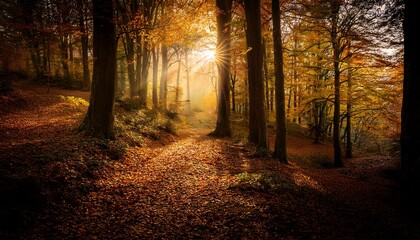 Obraz premium Sunlight In Dark Autumn Grove