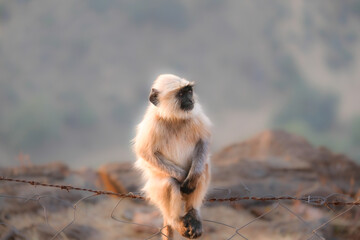 baboon sitting on the rock