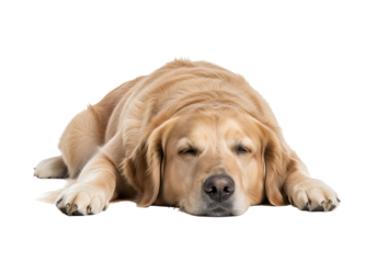 A golden retriever, lying down, displays a relaxed and peaceful demeanor against a dark background.