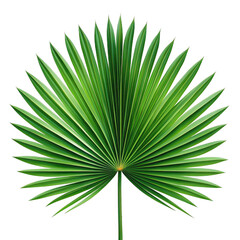 Vibrant green palm leaf isolated on transparent background