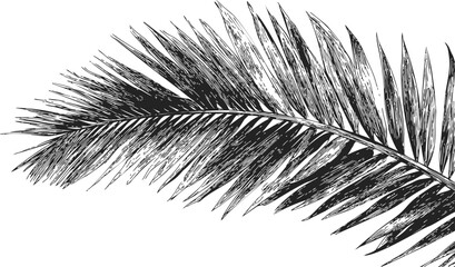 Obraz premium Palm frond sketch hand drawn botanical leaf detailed black line art — stock vector