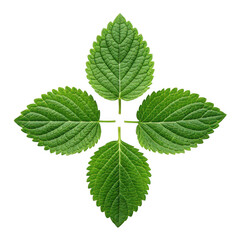 Four green leaves arranged in a symmetrical pattern isolated on transparent background
