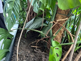 growing plants in the mall