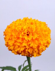 Single vibrant orange flower