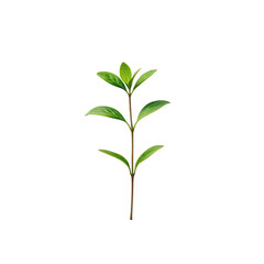 Green plant sprout with leaves isolated on transparent background