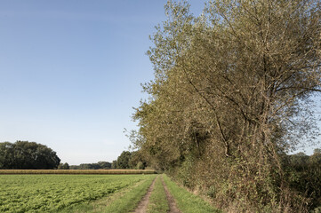 Obraz premium Rural dirt path leading through green fields and trees