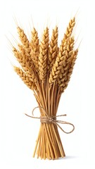 Fototapeta premium A bouquet of golden wheat stalks tied together.