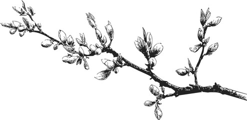 Naklejka premium Cherry blossom branch sketch hand drawn with buds and flowers — stock vector