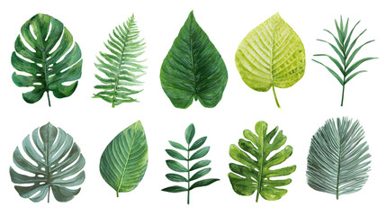 Obraz premium Collection of various green tropical leaves isolated on transparent background