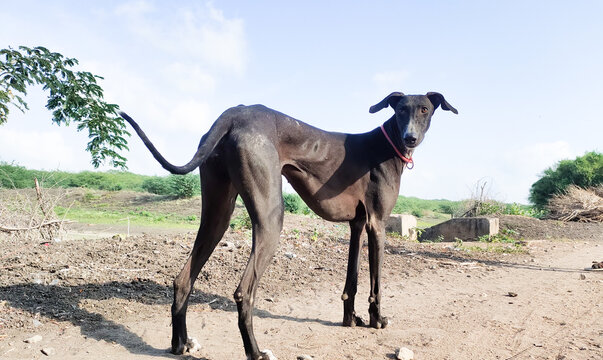 Kanni dogs portrait against blue sky. Indian native dog breeds