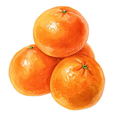Juicy fresh oranges painted in watercolor style showcasing vibrant orange fruit illustration art