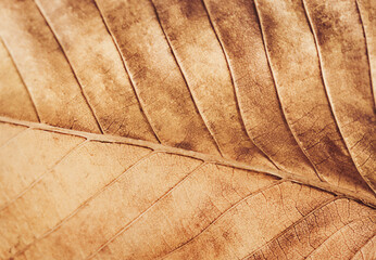 macrophotography of the texture of a brown, fading tree leaf