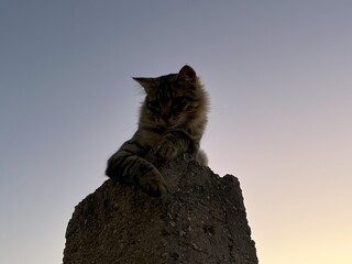 A cat sits in high place near sunsets