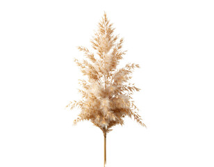 Fototapeta premium Single Reed Grass Stem with Fluffy Plume, Front View, isolated on a transparent background.