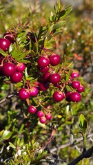 Obraz premium Fresh red berries growing in the sunlight with a soft green background, a vibrant detail of natural fruit and wild plants.