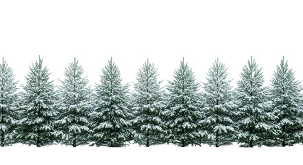 Obraz premium Lush vibrant green pine trees with fresh powdery white snow on branches and a clean ground line, against a seamless transparent studio background with copy space, concept of serene winter nature and