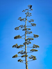 Crowning the Century