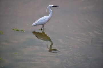 great blue heron
