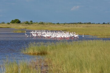 Rosaflamingos (Phoenicopterus roseus) in der Fischerspfanne im Etoscha Nationalpark in Namibia