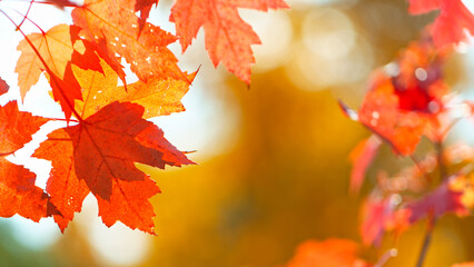 Beautiful Autumn Maple Leaves Wavering and Falling Down . Autumn Moody Colored Background