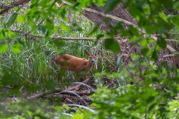 Roe deer partially hidden in forest. A roe deer peers through the forest brush, blending with its surroundings. The animal appears calm yet cautious.